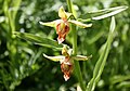 Stream orchid (Epipactis gigantea), close