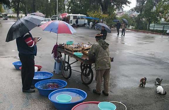 Fishmonger under the rain