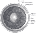 Interior of anterior half of bulb of eye.