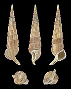 Rhinoclavis longicaudata (Long-snouted Vertagus), shell