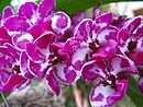 Rhynchostylis gigantea