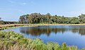 * Nomination Schaopedobbe (Sheep pool). Scots pine (Pinus sylvestris) in a heathland. --Famberhorst 05:19, 10 September 2024 (UTC) * Promotion Good quality --Michielverbeek 05:23, 10 September 2024 (UTC)