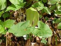 Plante entière avec des feuilles immaculées (variété immaculatum).