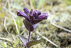 Smjörgras (Bartsia alpina) við Landmannalaugar. Smjörgras er af varablómaætt.