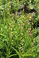 Stream orchid, lush clump in moist meadow