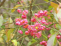 Euonymus europaeus2.jpg