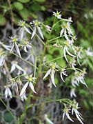 Saxifraga nipponica