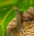 Œil d'escargot (Helix pomatia)