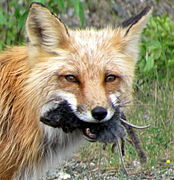 Лисиця руда (Vulpes vulpes) із здобиччю