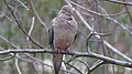 Mourning Dove