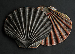 Pecten maximus