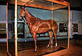 Phar Lap au Musée de Melbourne