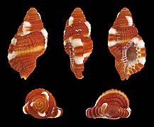 Septa rubecula (Red Triton), Shell