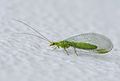 Image 67Green lacewing