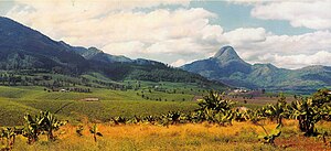 Mount Muresse ha plantadegi te (Zambézia).