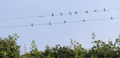 Hacîlok (Hirundo rustica)