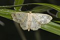 Breitgesäumter Zwergspanner (Idaea biselata)