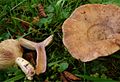 Lactarius violascens