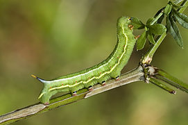 Larva of Macroglossum stellatarum