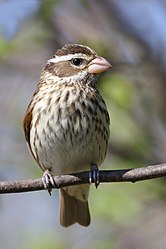 weiblicher Rosenbrust-Kernknacker (Pheucticus ludovicianus) (von Cephas)