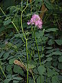 Thalictrum aquilegifolium