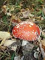 Amanita muscaria