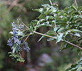 Blue elderberry leaves, stems, & berry cluster