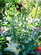 Brocoli chinois en fleur