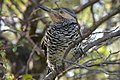 Chilean Flicker