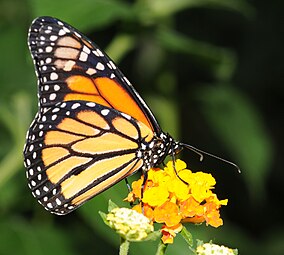 Danaus plexippus