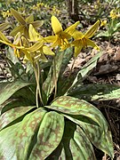 Erythronium americanum Ker-Gawl., Sainte-Anne-de-la-Pérade, Mauricie