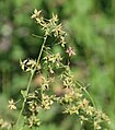 Thalictrum fendleri female plant, with flowers/seed