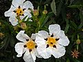 Montes de Toledo, Cistus ladanifer