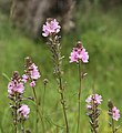 Oregon checker bloom, 7 flowerstalks