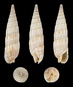 Oxymeris cerithina (Cerithlike Auger), shell