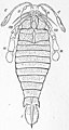 Pterygotus