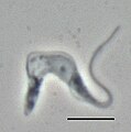 Trypanosoma brucei.