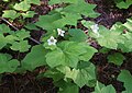 Rubus parviflorus, Mariposa Grove