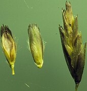 Individual florets and spikelet