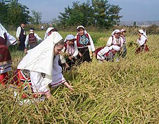 Традиционална жетва на ориз