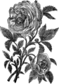 English: Rose. Picture from popular bible encyclopedia of Archimandrite Nicephorus (1892). Русский: Роза. Иллюстрация из иллюстрированной библейской энциклопедии архимандрита Никифора (1892)