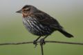 Red-Winged Blackbird (female)