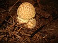 Amanita rubescens