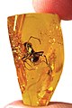 Image 54Ant trapped in Baltic amber, by Baltic-amber-beetle (edited by AmericanXplorer13) (from Wikipedia:Featured pictures/Sciences/Geology)