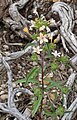 Collomia grandiflora plant, framed