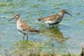 Dunlin