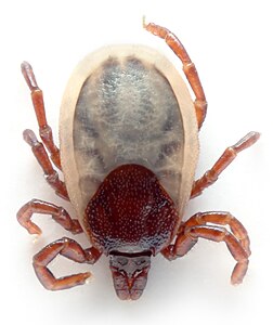 Ixodes ricinus (Castor Bean Tick)