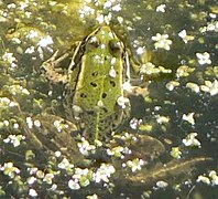 prob. Rana esculenta, (Belgium, Europe)