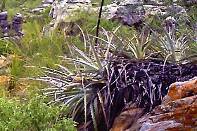 Bromelia laciniosa