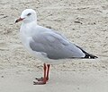 at Mermaid Beach, Queensland